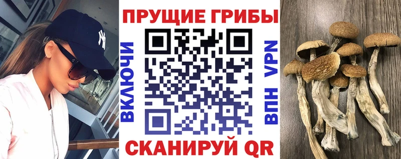Псилоцибиновые грибы Psilocybine cubensis  Купить  Железногорск 